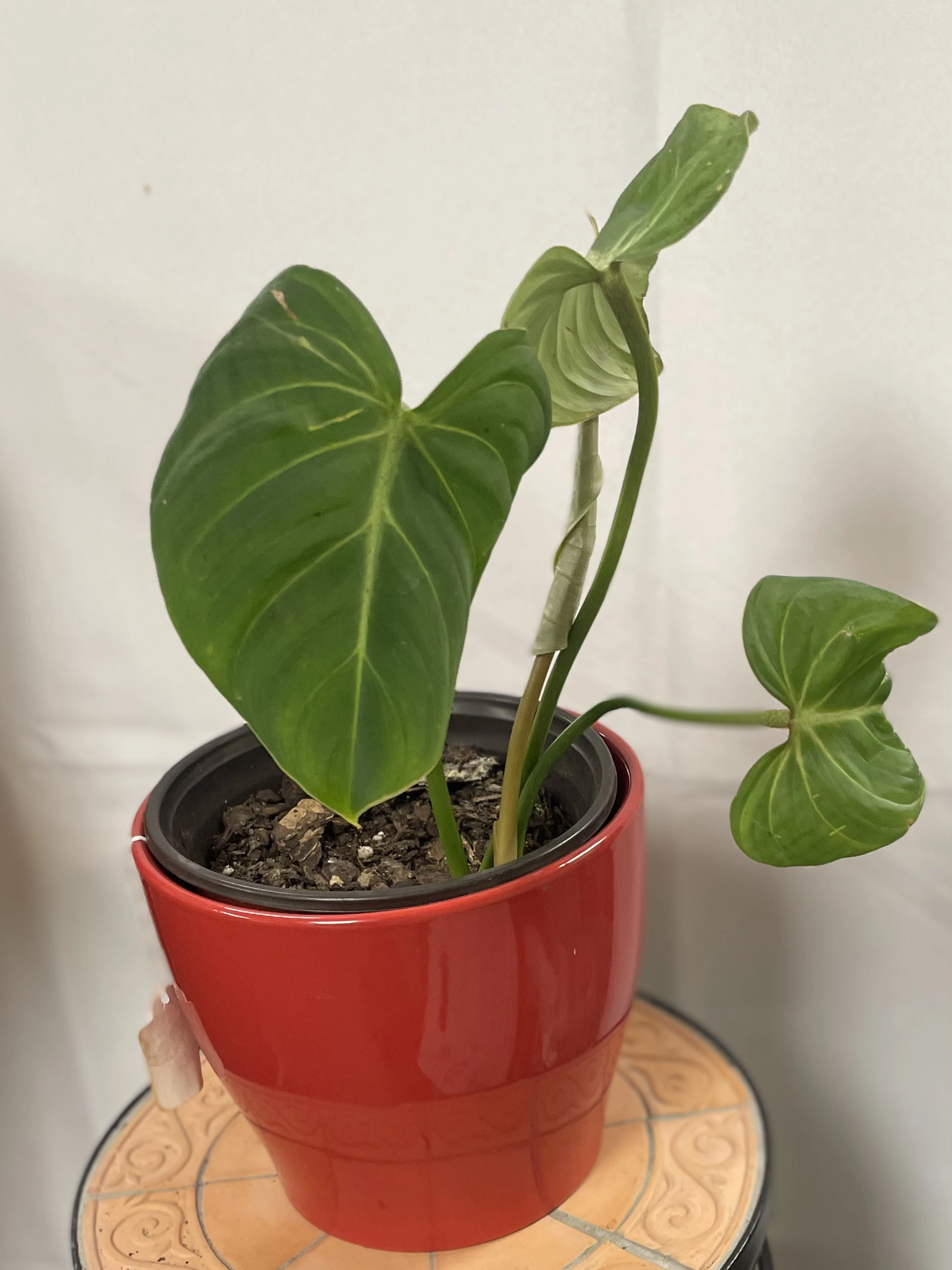 Philodendron